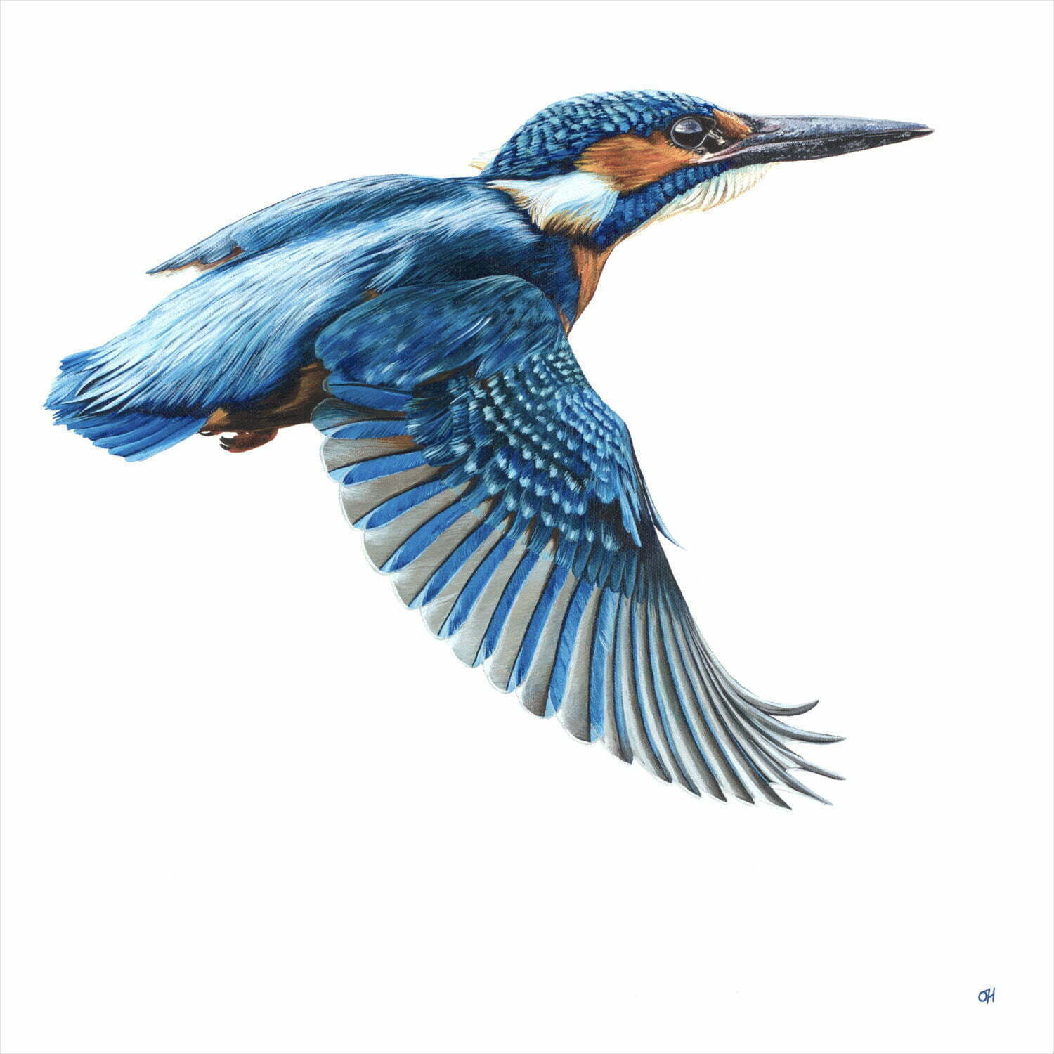 Kingfisher | limited edition canvas print | Art Gallery SW