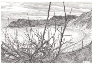 Pencil drawing looking down at a bay through the bare branches of a bush.